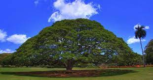 Moanalua Gardens Famous Trees Contrast Photography Magical Tree