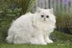 Chinchilla Persian Cat Breed - Facts, Origin, History and ...