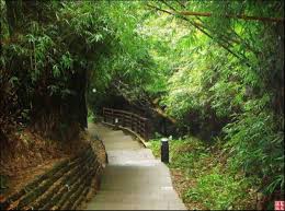 雖是觀音山 步道群裡路程最短的一條 但坡度不容小覷 對腳力是一大考驗 不過沿途經濃密竹林夾道 宛若一條綠色隧道 綠樹蓊鬱 鳥囀蟲鳴 行走其中舒適宜人 途中觀景台可欣賞淡水河 台北港風光 山頂是觀音 山 亦為硬漢嶺 視野極佳 擁有開闊的視野 欣賞 trail