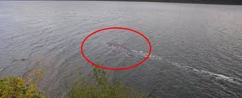 Yüzyıllardır tartışma konusu olan birçok insan tarafından. There S A New Photo Circulating Of The Loch Ness Monster But Guess What Loch Ness Monster The Loch Monster