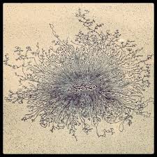 When A Bacterium Such As E Coli Is Gently Lysed The Chromosomal Dna Leaks Out Of The Cell As A Continuous Mol Science And Nature Science Nature Science Art