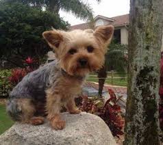 Check spelling or type a new query. Yorkie Size Yorkshire Terrier Information Center