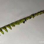 Image result for Urochloa brizantha