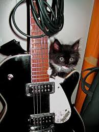 gandalfur the guitar cat guitar music instruments electric guitar