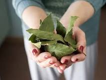 Does burning bay leaves help with anxiety?