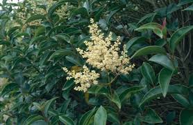 Image result for Ligustrum lucidum