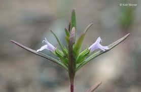 Image result for Pentadesma reyndersii