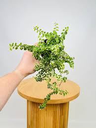 Image result for Ficus pumila