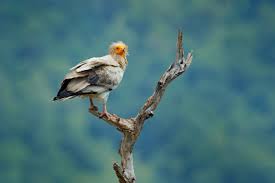 The egyptian vulture (neophron percnopterus), also called the white scavenger vulture or pharaoh's chicken, is a small old world vulture and the only member of the genus neophron. World S Only Tool Using Vulture Risks Being Lost Forever Birdlife