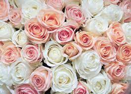 Leaf floral, white roses stock illustrations retro delicate wedding cards with pink watercolor texture and flowers retro delicate wedding cards with pink watercolor texture and flowers. White And Pink Roses Background High Quality Beauty Fashion Stock Photos Creative Market
