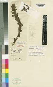 Image result for Satyrium buchananii