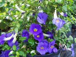 Maybe you would like to learn more about one of these? Beautiful Flowering Shrubs Bushes Florida Nursery Mart Page 2
