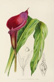 Image result for Ceropegia meyeri