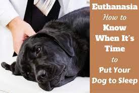 Occasionally a dog with heart or circulation troubles will take a bit more time for the solution to work. When To Put Your Dog Down Tips How To Know It S Time To Euthanize A Dog