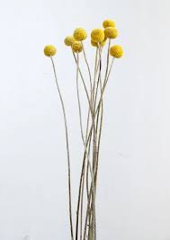 Dried Natural Craspedia Bright Yellow Dried Flowers Dried Flower Bouquet Dried Flower Arrangements