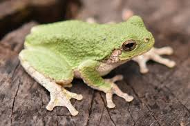 Image result for Cryptolepis hypoglauca