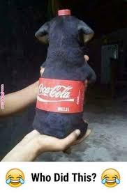 Well I Know What Duke And Milo Are Going To Be For Halloween This Year Baby Animals Funny Funny Animal Jokes Funny Dog Memes