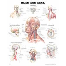 Head And Neck Anatomical Chart Model 1587791471 Each