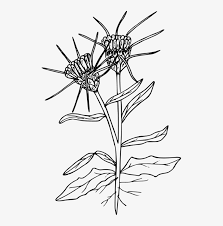 Yellow Star Thistle Drawing Floral Design Plant Yellow Star Thistle Drawing 513x749 Png Download Pngkit Ink drawing by alfred ng. yellow star thistle drawing floral