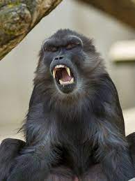 Monkey Looking Not That Happy Scary Animals Monkey Primates