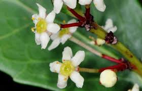 Image result for Maytenus undata