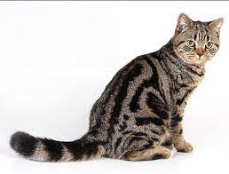 Кто сказал "Мяу"?