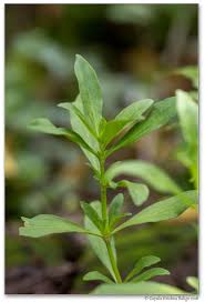 Image result for Spermacoce deserti