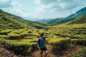 A kl to cameron highlands tour package will let you explore the stunning. 7 Best Things To Do In Cameron Highlands A Backpacking Travel Guide To Cameron Highlands Attractions