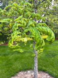 Image result for white oak leaf
