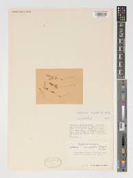 Image result for Exochaenium platypterum