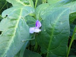 Image result for Vigna reticulata