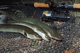 Fang Die Seeschlange Angeltricks Aal Angeln Fische Angeln