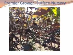 Centre de jardin barbe > produits > végétaux > arbres > acer pseudoplatanus regal petticoat. Introducing The Regal Petticoat Maple Canada Blooms 2014 Youtube