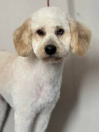 Local Groomer here in Hinesville. All new clients are receiving 15% off for  the month of May only. To book text/call 912-318-5024 or message the page  For The Love Of Dogs LLC.