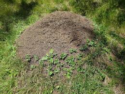 Pourquoi les fourmis grimpent dans les arbres ? Faire Fuir Les Fourmis Trucs Et Astuces