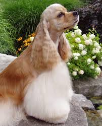 Image result for americký kokršpaněl