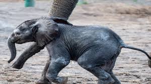 Check spelling or type a new query. Top Three Names For Baby Elephant Chosen