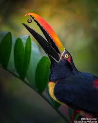 Image result for Pteris auquieri