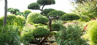 Ultimately, bonsai is a living art form that can provide many hours, days, weeks, months, and years of enjoyment—basically, a lifetime. Bonsai Fur Haus Und Garten Aus Darmstadt Bickenbach