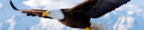 Image result for images of eagles soaring high