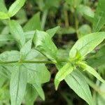 Image result for Conostomium natalense