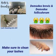 Image result for Demodex brevis