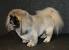 Pekingese Teddy Bear Cut