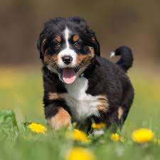 Please contact me if you are interested in adopting a bernese mountain dog. 1 Bernese Mountain Dog Puppies For Sale In Texas