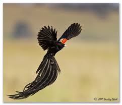 Black And White Bird With Long Tail South Africa Long Tailed Black Widowbird
