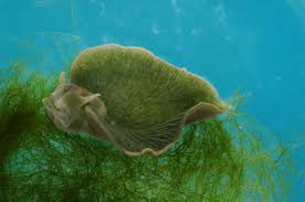 We need some photosynthesizing genes in the host First Known Photosynthetic Animal The Santa Barbara Independent