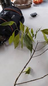 Image result for Coptosperma rhodesiacum