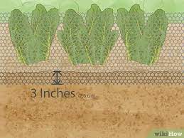 How to keep rats out of your garden. 3 Simple Ways To Keep Rats Out Of A Vegetable Garden Wikihow