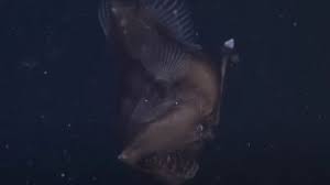 Tak Hanya Berwujud Aneh Sistem Seksual Ikan Laut Dalam Juga Unik