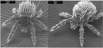 The classical or niigata type, which was the only one previously known, is transmitted by trombicula trombicula subject category: The Role Of Chiggers As Human Pathogens Intechopen